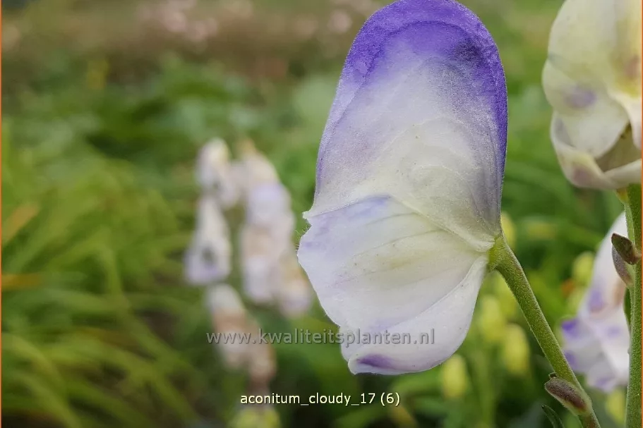 Aconitum carmichaelii 'Cloudy'