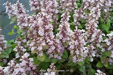 Ajuga reptans 'Rosea'