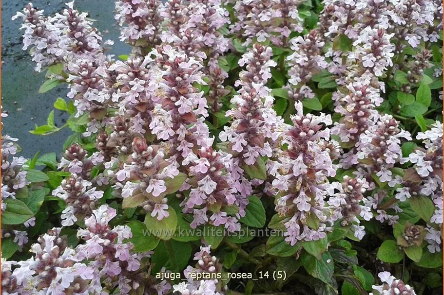 Ajuga reptans 'Rosea'