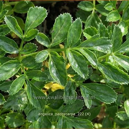 Angelica pachycarpa