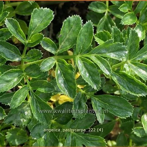 Angelica pachycarpa