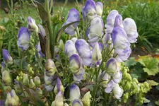 Aconitum carmichaelii 'Cloudy'