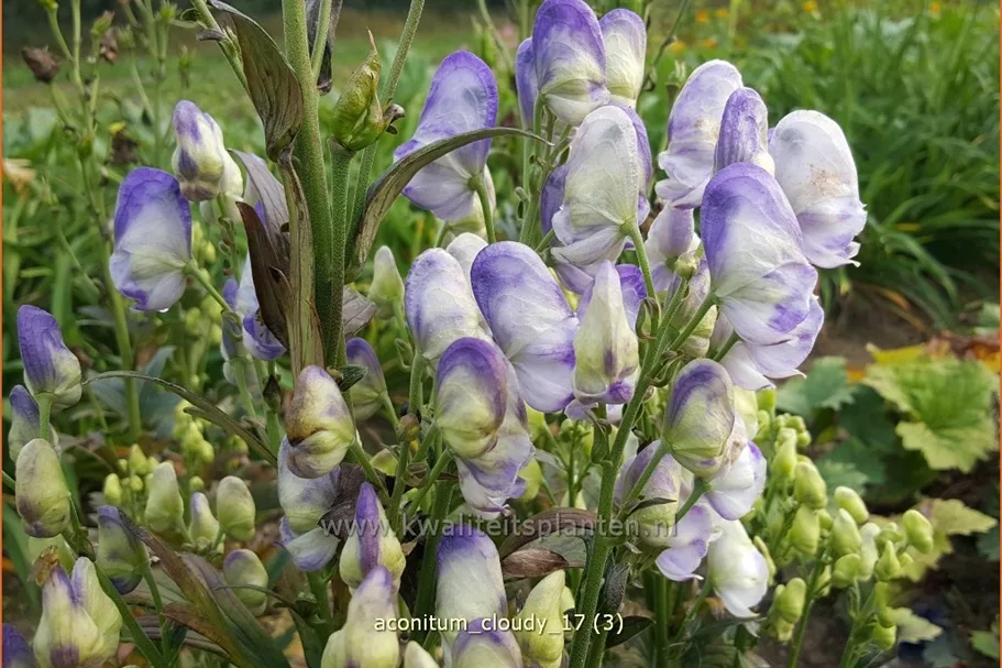 Aconitum carmichaelii 'Cloudy'