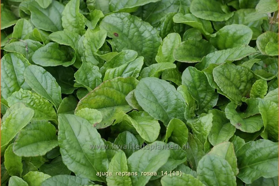 Ajuga reptans 'Rosea'