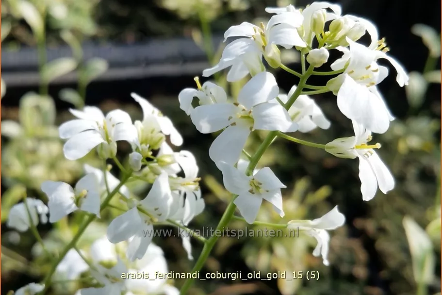 Arabis ferdinandi-coburgii 'Old Gold'