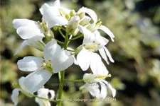 Arabis ferdinandi-coburgii 'Old Gold'
