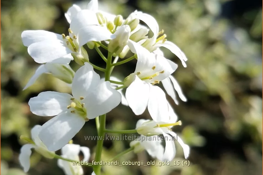Arabis ferdinandi-coburgii 'Old Gold'