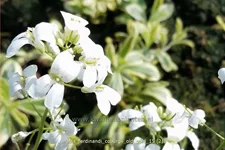 Arabis ferdinandi-coburgii 'Old Gold'