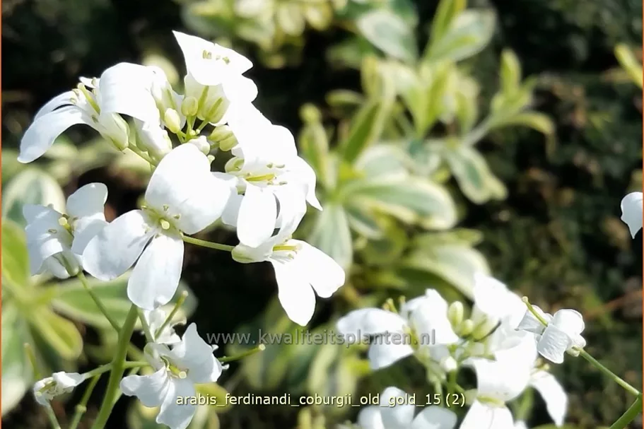 Arabis ferdinandi-coburgii 'Old Gold'