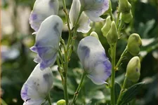 Aconitum carmichaelii 'Cloudy'
