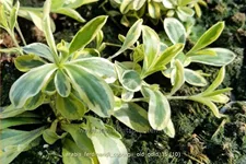 Arabis ferdinandi-coburgii 'Old Gold'