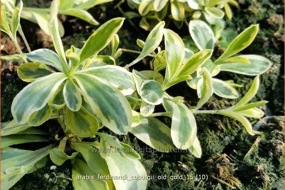 Arabis ferdinandi-coburgii 'Old Gold'