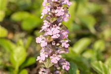 Ajuga reptans 'Rosea'