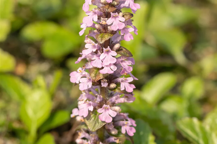 Ajuga reptans 'Rosea'