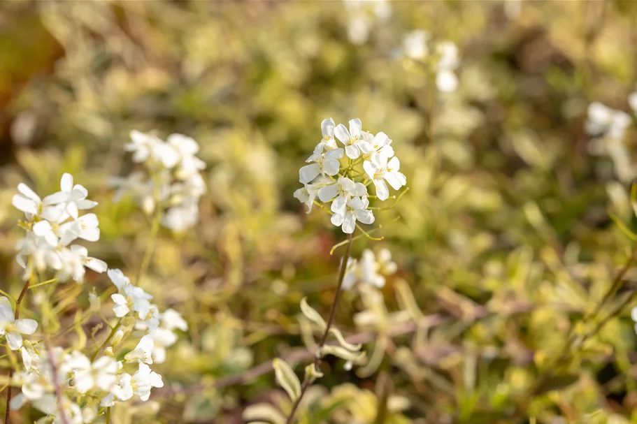 Arabis ferdinandi-coburgii 'Old Gold'