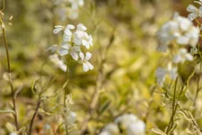 Arabis ferdinandi-coburgii 'Old Gold'