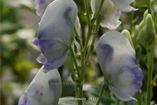 Aconitum carmichaelii 'Cloudy'