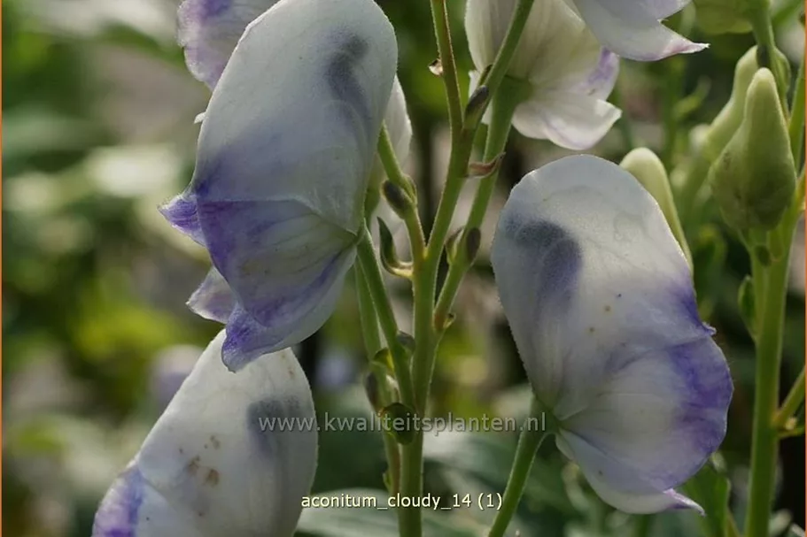 Aconitum carmichaelii 'Cloudy'
