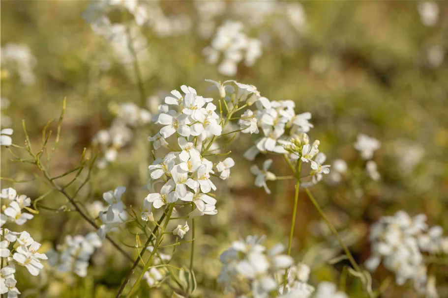 Arabis ferdinandi-coburgii 'Old Gold'