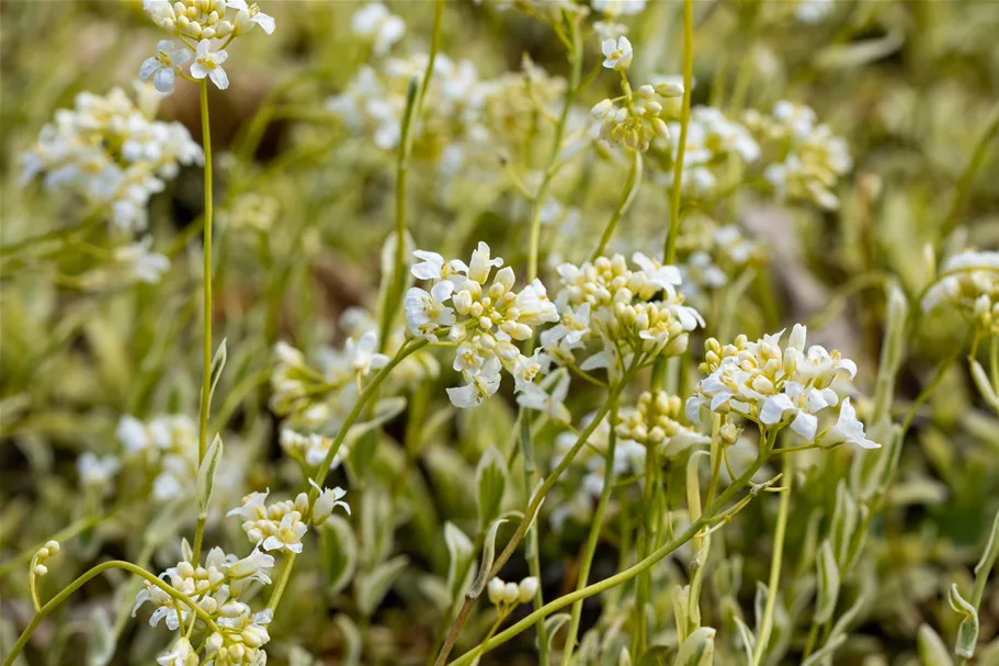Arabis ferdinandi-coburgii 'Old Gold'