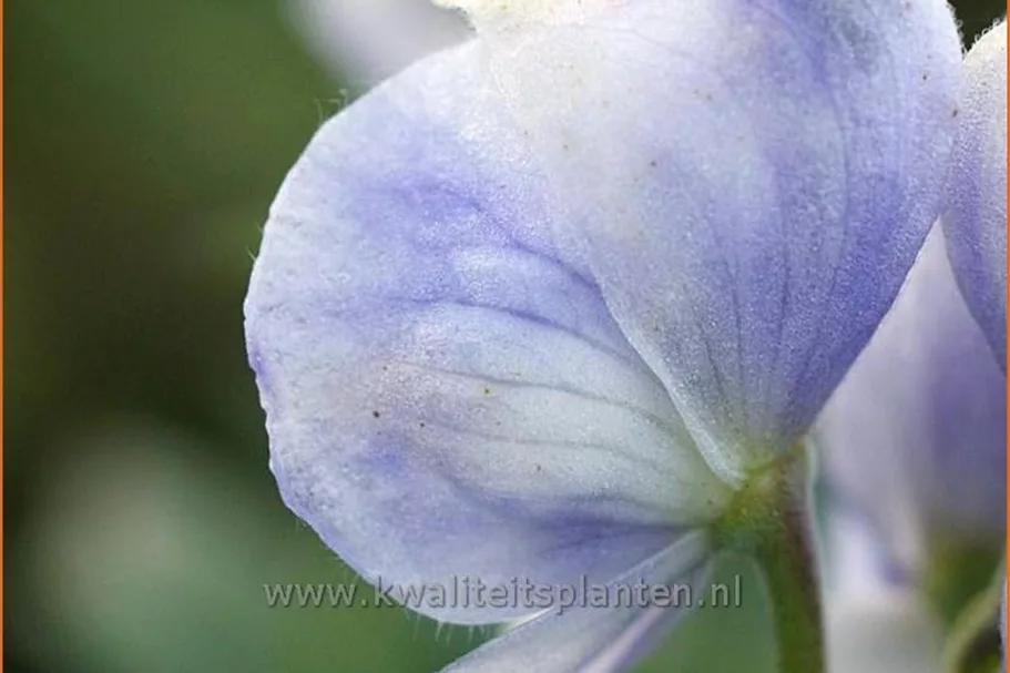 Aconitum carmichaelii 'Cloudy'