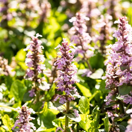 Ajuga reptans 'Rosea'