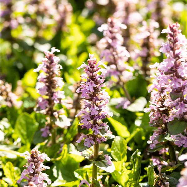 Ajuga reptans 'Rosea'