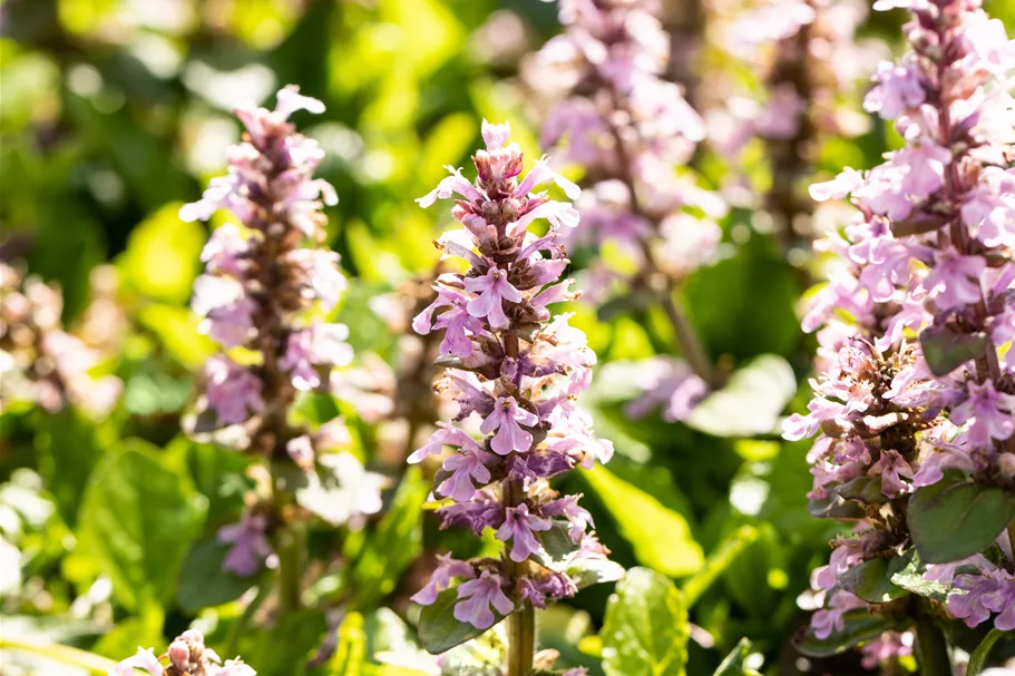 Ajuga reptans 'Rosea'