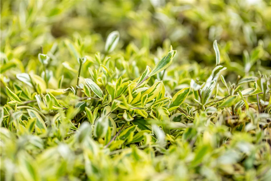 Arabis ferdinandi-coburgii 'Old Gold'