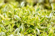 Arabis ferdinandi-coburgii 'Old Gold'