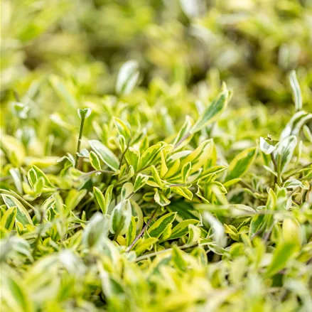 Arabis ferdinandi-coburgii 'Old Gold'