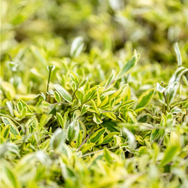 Arabis ferdinandi-coburgii 'Old Gold'