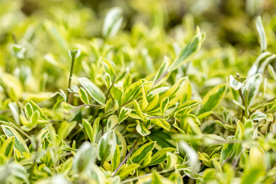 Arabis ferdinandi-coburgii 'Old Gold'