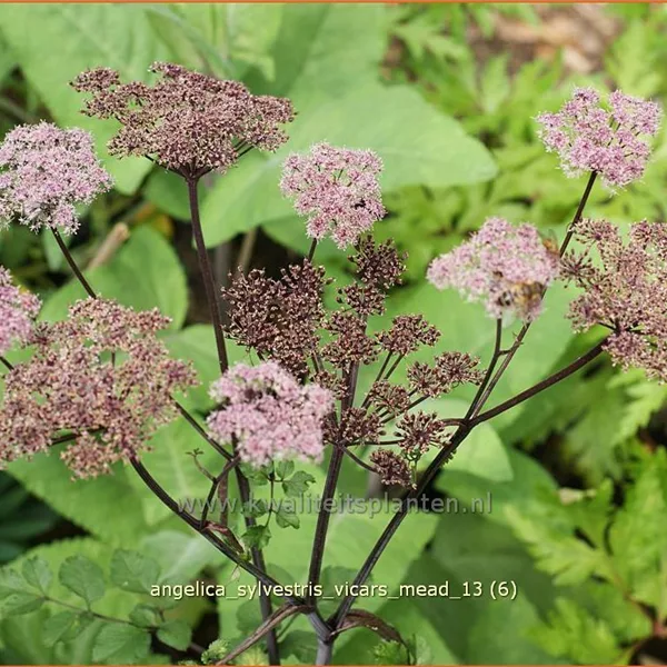 Angelica sylvestris 'Vicar´s Mead'