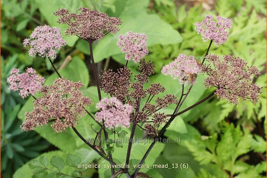 Angelica sylvestris 'Vicar´s Mead'
