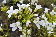 Arabis procurrens 'Glacier'