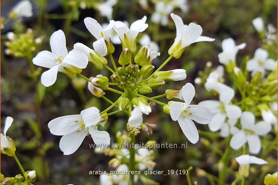 Arabis procurrens 'Glacier'