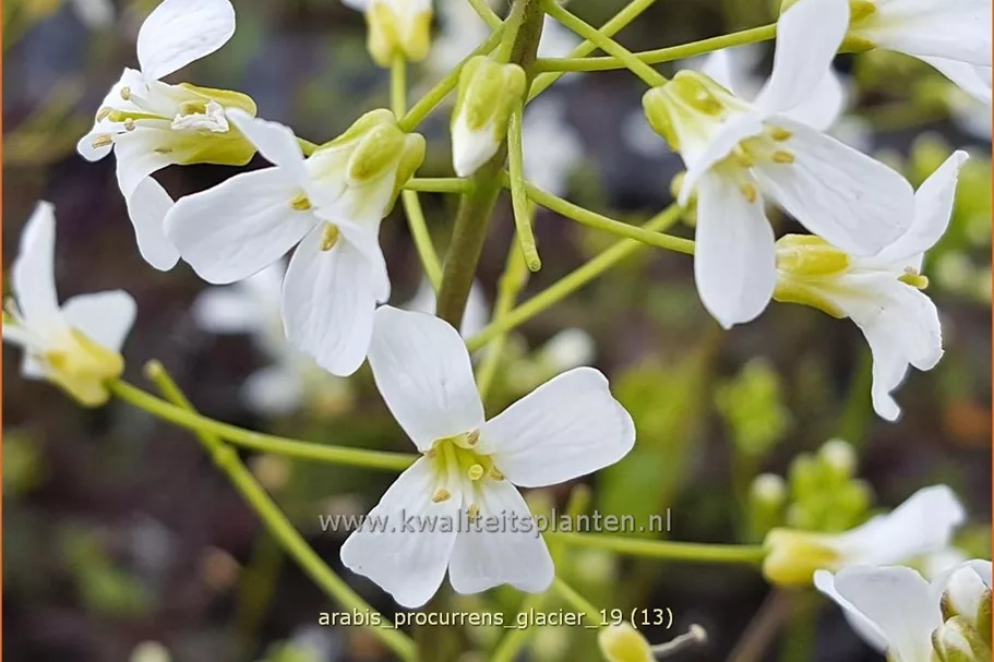 Arabis procurrens 'Glacier'