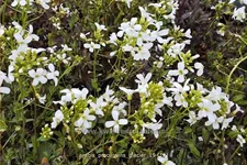 Arabis procurrens 'Glacier'