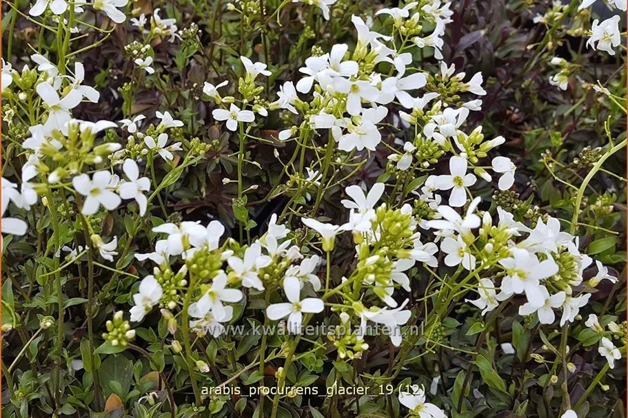 Arabis procurrens 'Glacier'