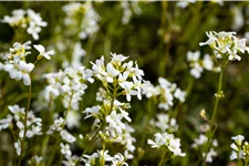 Arabis procurrens 'Glacier'