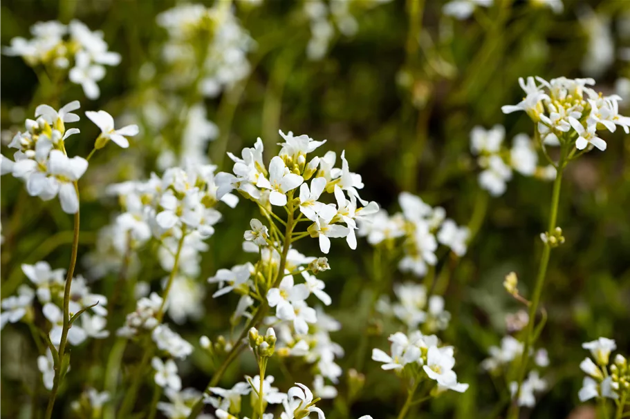 Arabis procurrens 'Glacier'