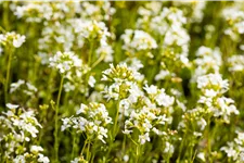 Arabis procurrens 'Glacier'