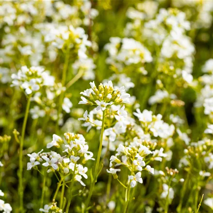 Arabis procurrens 'Glacier'