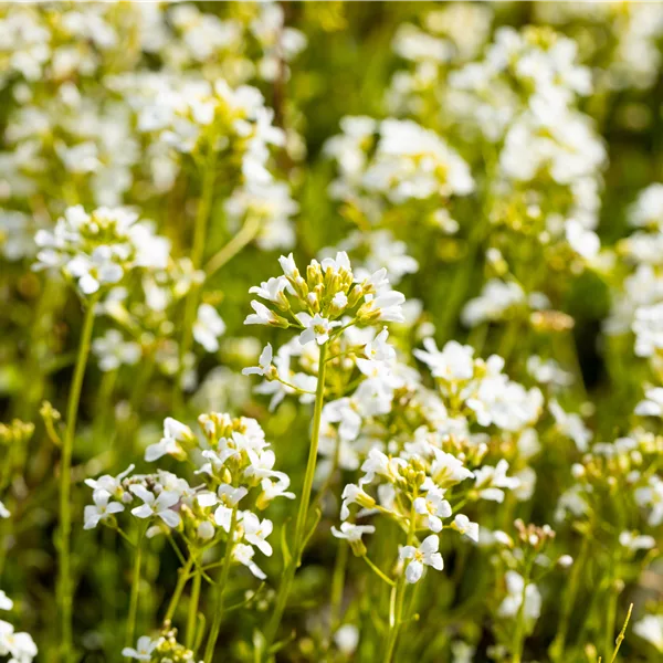Arabis procurrens 'Glacier'