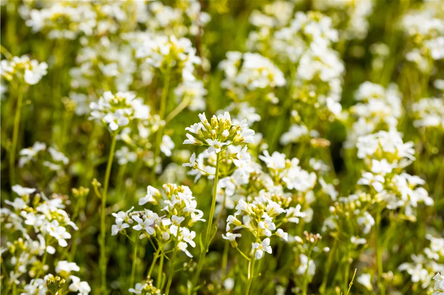 Arabis procurrens 'Glacier'