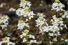 Arabis procurrens 'Neuschnee'