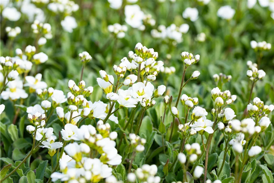 Arabis procurrens 'Neuschnee'