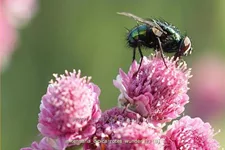 Antennaria dioica 'Rotes Wunder'