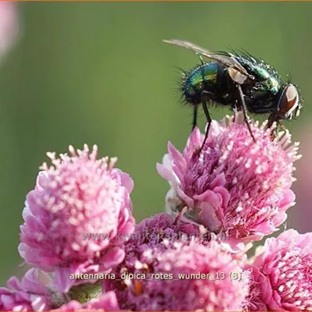 Antennaria dioica 'Rotes Wunder'